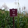 Plants: image 105 Of 208 Thumb